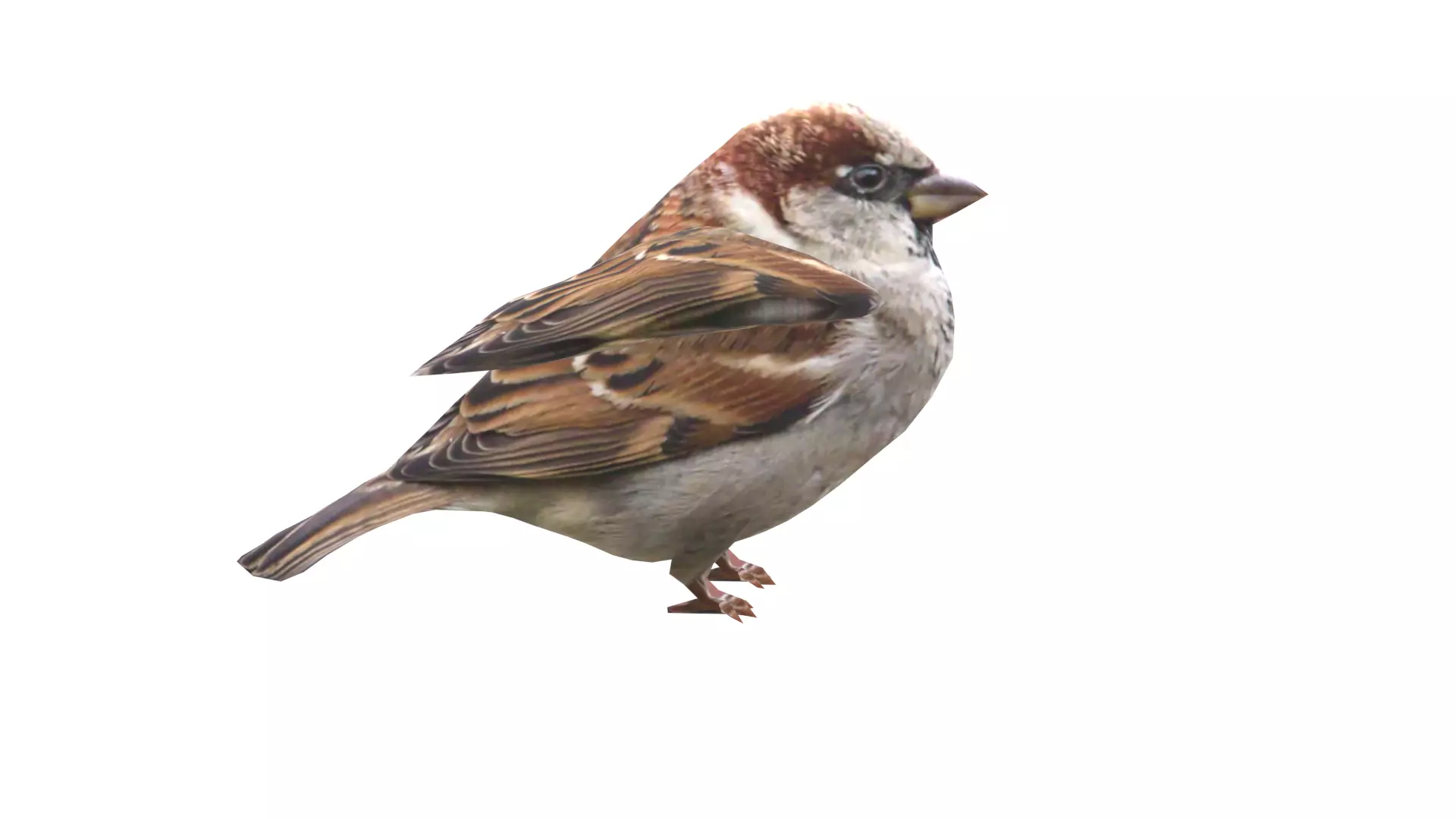 Low Poly Sparrow Rigged With Realistic Texture Low-poly 3D model