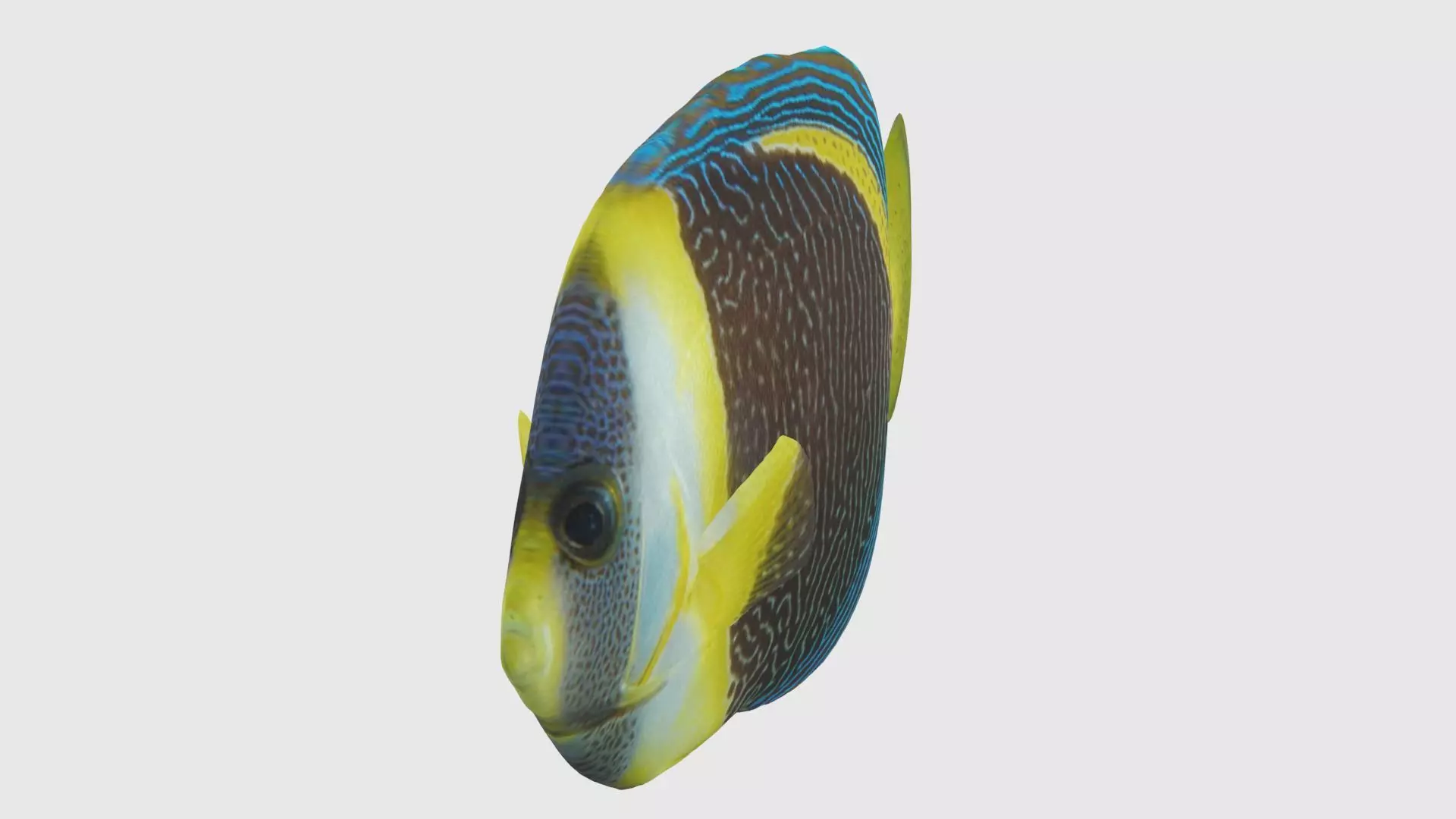 Low Poly Angelfish Rigged With Realistic Texture Low-poly 3D model