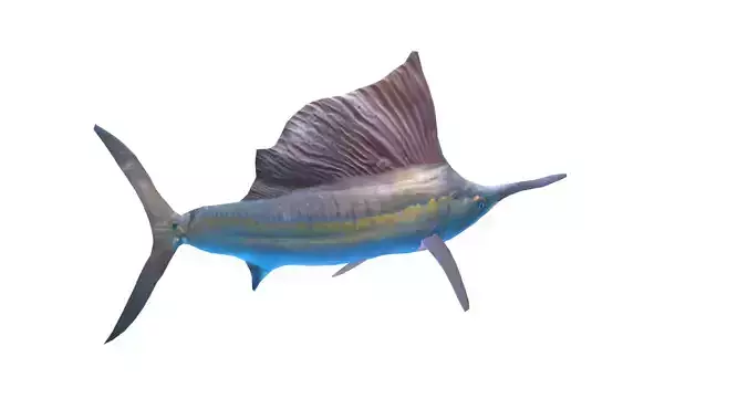 Low Poly Sailfish Rigged With Realistic Texture