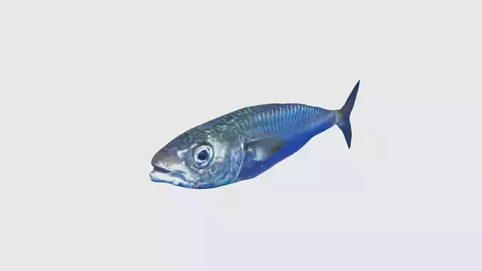 Low Poly Mackerel Rigged With Realistic Texture 3D model