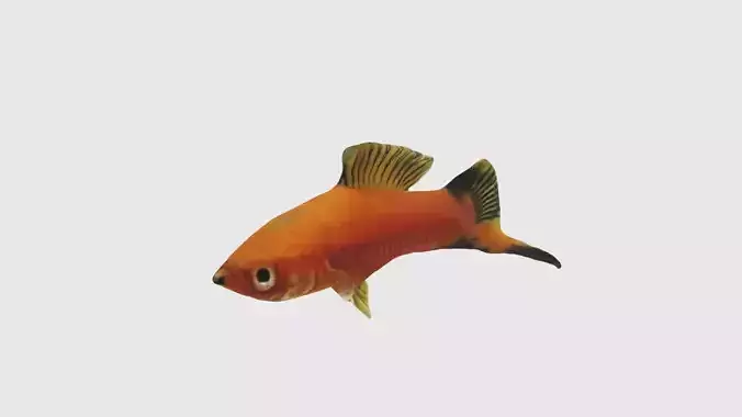 Low Poly Swordtail Rigged With Realistic Texture 3D model