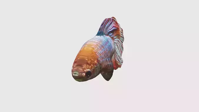 Low Poly Betta Fish Rigged With Realistic Texture Low-poly 3D model
