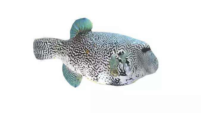 Low Poly Pufferfish Rigged With Realistic Texture Low-poly 3D model