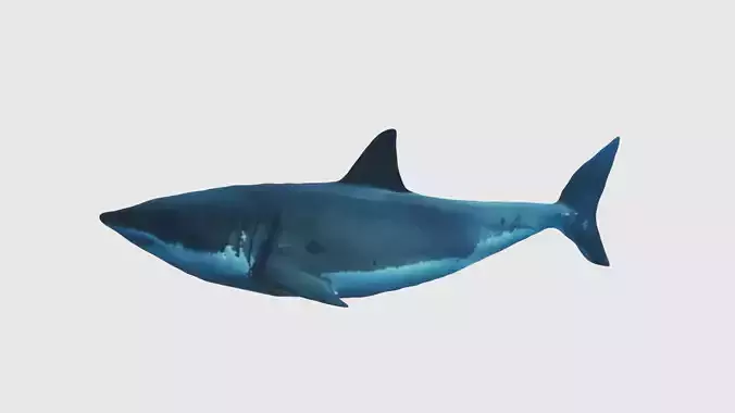 Low Poly Great White Shark Rigged With Realistic Texture