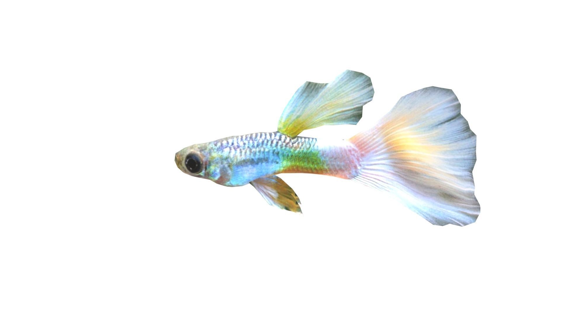 Low Poly Guppy Rigged With Realistic Texture 3D model