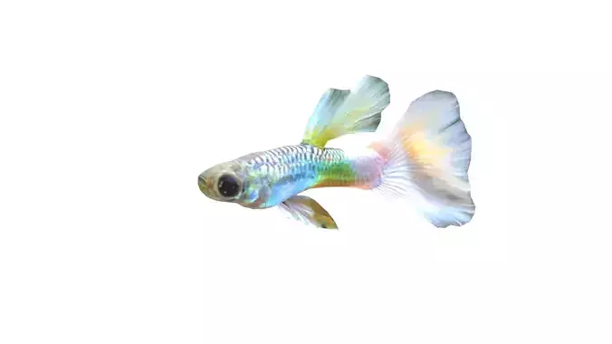 Low Poly Guppy Rigged With Realistic Texture