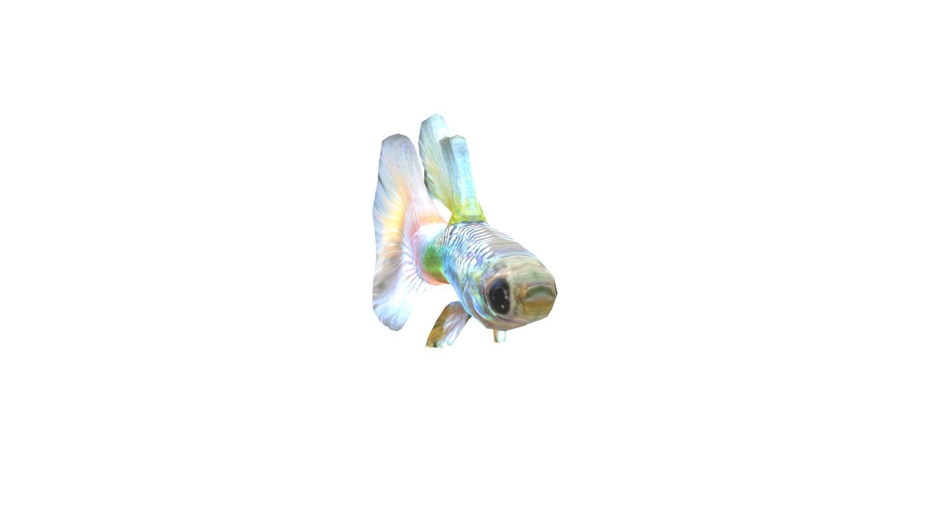 Low Poly Guppy Rigged With Realistic Texture 3D model