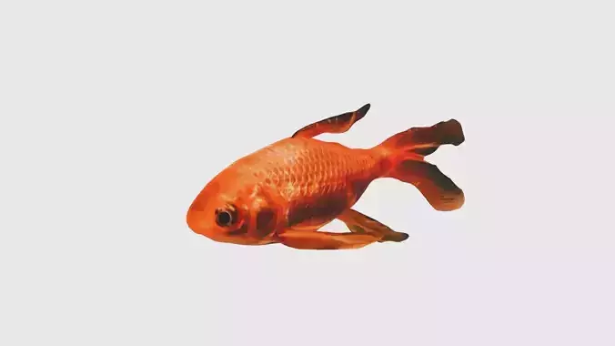 Low Poly Goldfish Rigged With Realistic Texture Low-poly 3D model