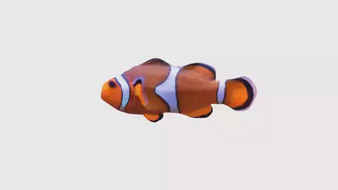 Low Poly Clownfish Rigged With Realistic Texture Low-poly 3D model