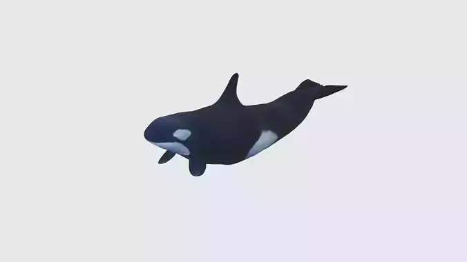 Low Poly Orca Rigged With Realistic Texture