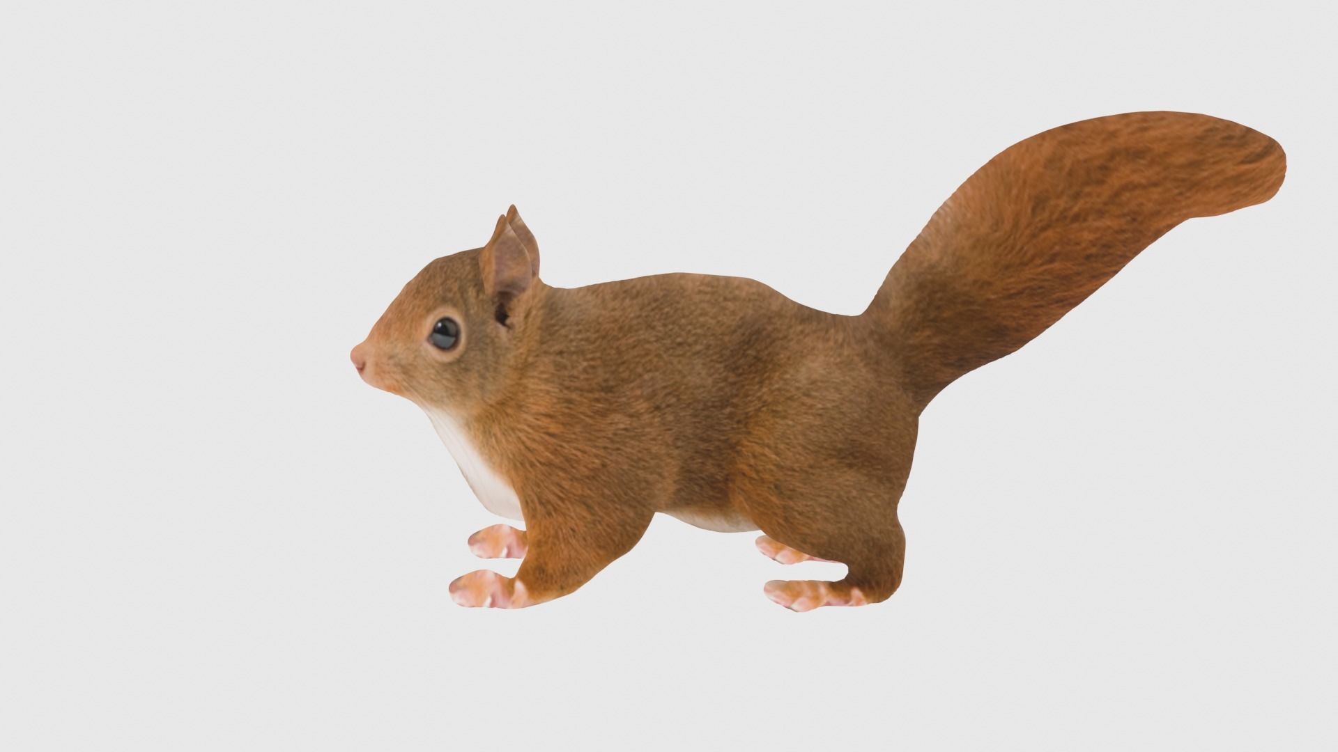 Low Poly Squirrel Rigged With Realistic Texture Low-poly 3D model_1