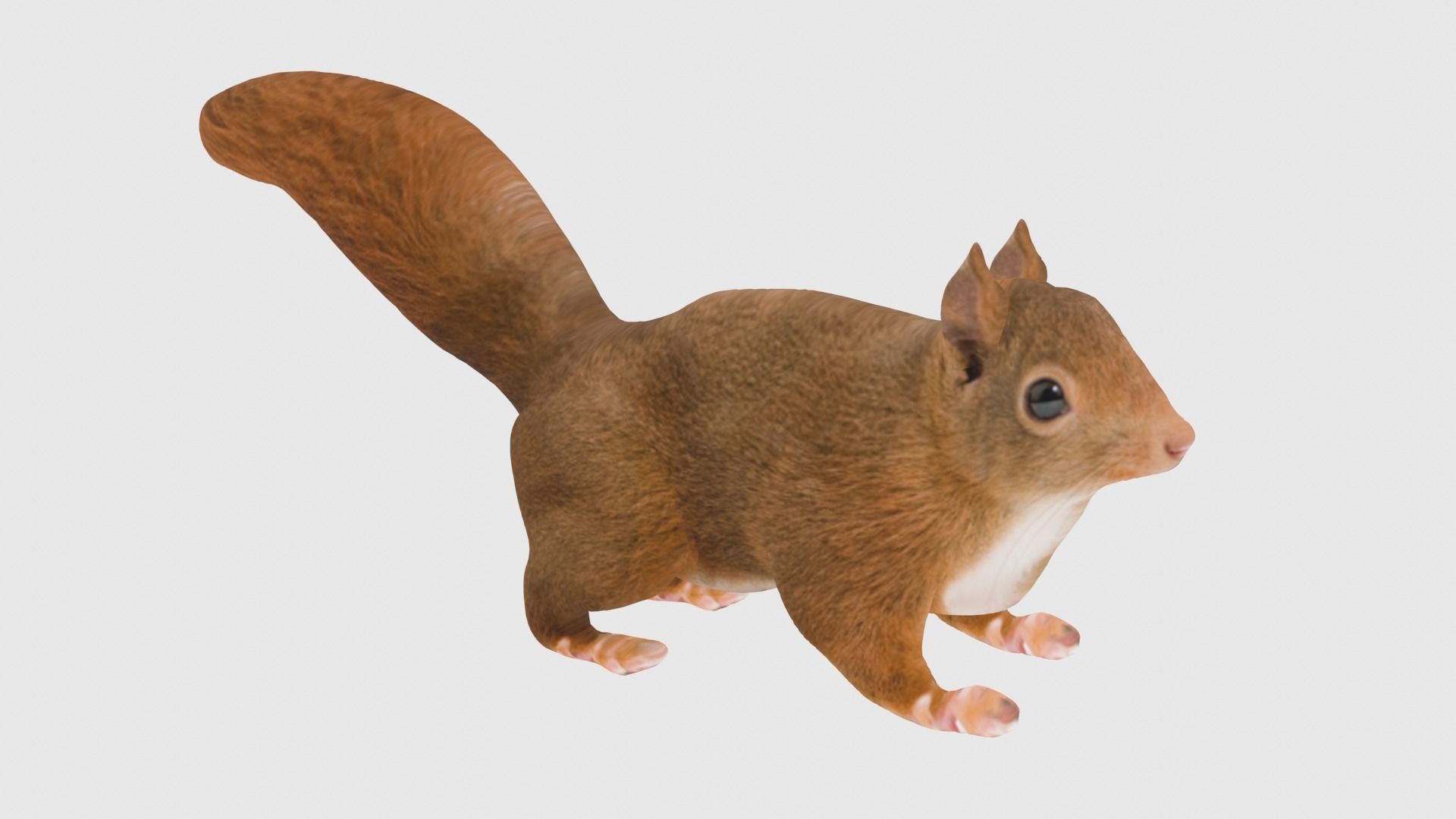 Low Poly Squirrel Rigged With Realistic Texture Low-poly 3D model_2