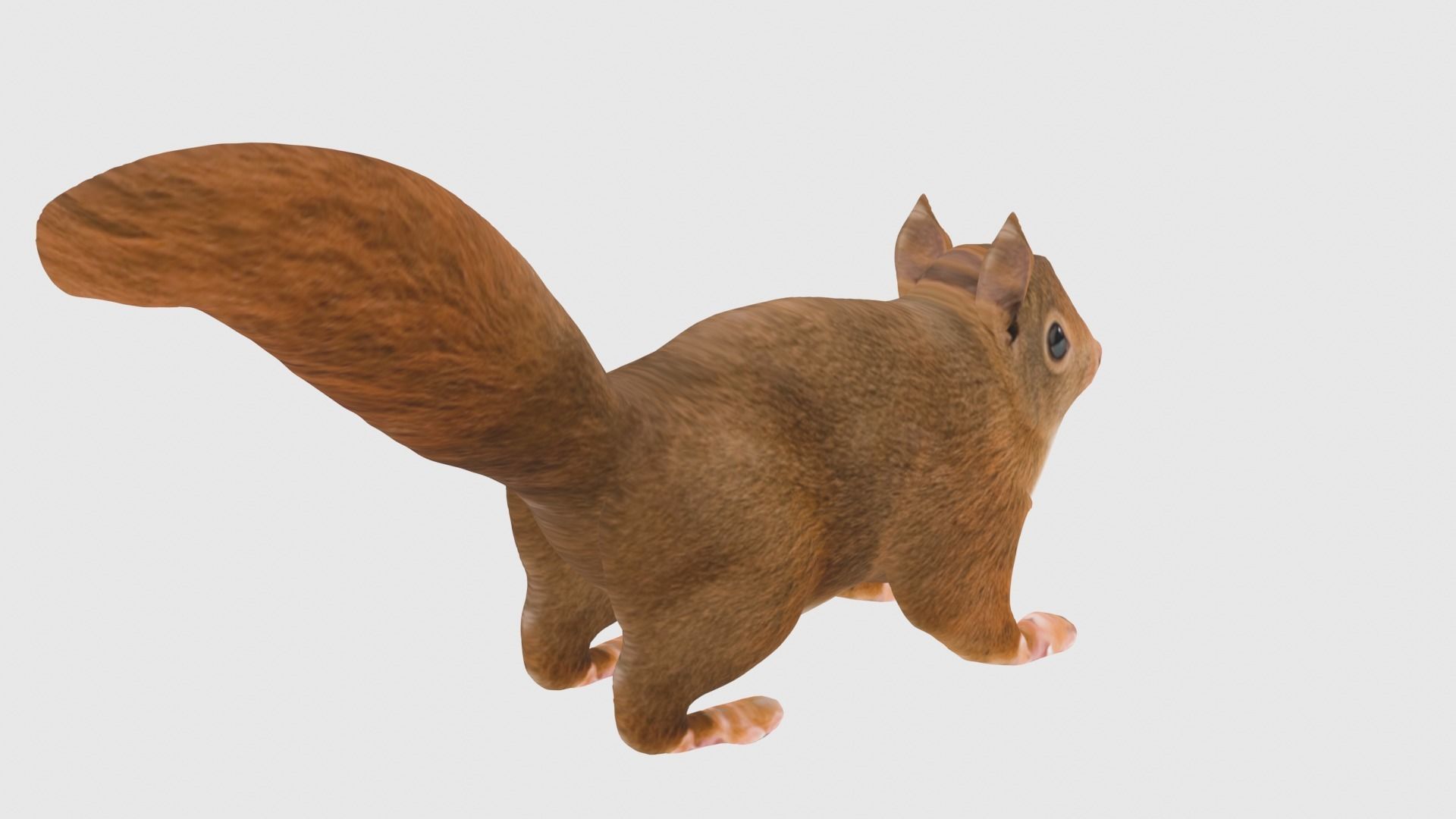 Low Poly Squirrel Rigged With Realistic Texture Low-poly 3D model_5