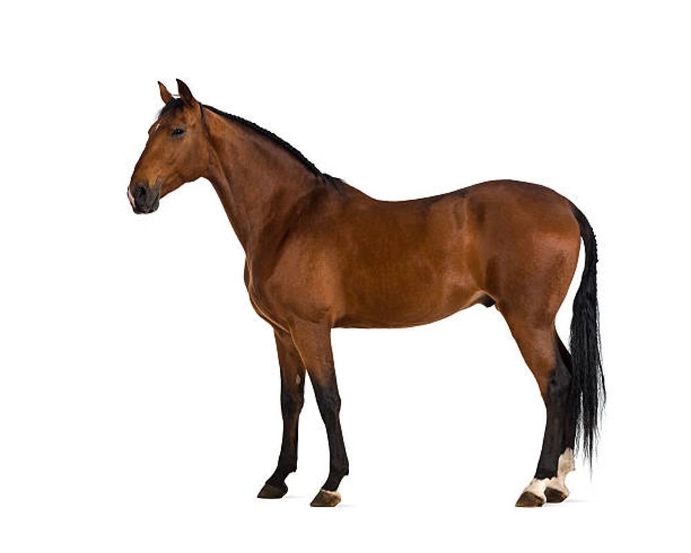 Low Poly Horse Rigged With Realistic Texture 3D model_6