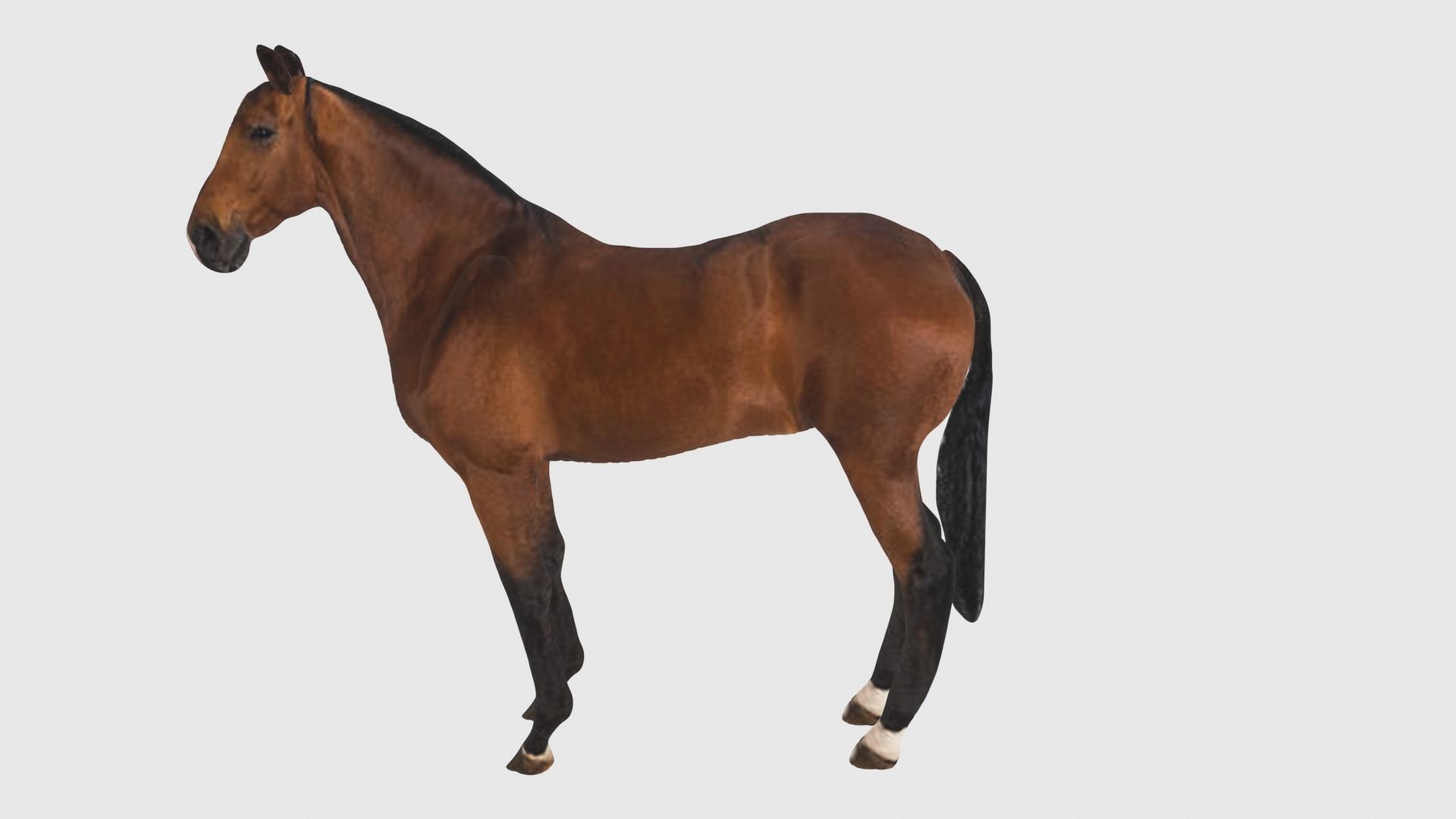 Low Poly Horse Rigged With Realistic Texture 3D model_2