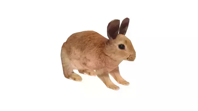 Low Poly Rabbit Rigged With Realistic Texture