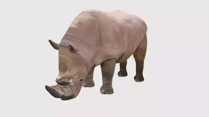 Low Poly Rhino Rigged With Realistic Texture 3D model