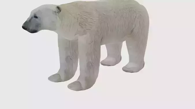 Low Poly Polar Bear Rigged With Realistic Texture 3D model
