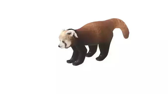 Low Poly Red Panda Rigged With Realistic Texture 3D model