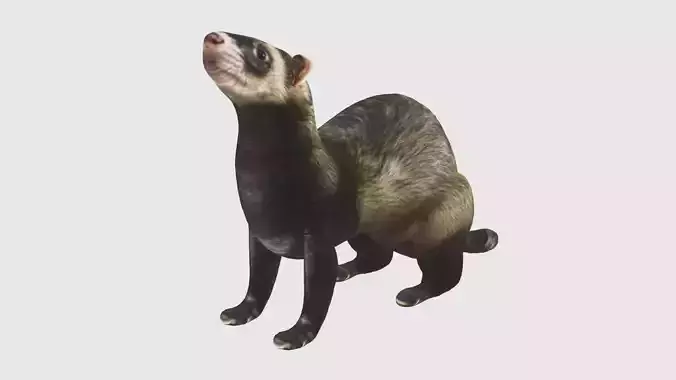 Low Poly Ferret Rigged With Realistic Texture
