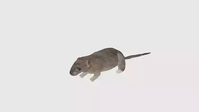 Low Poly Rat Rigged With Realistic Texture 3D model