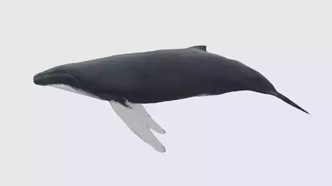 Low Poly Whale Rigged With Realistic Texture 3D model