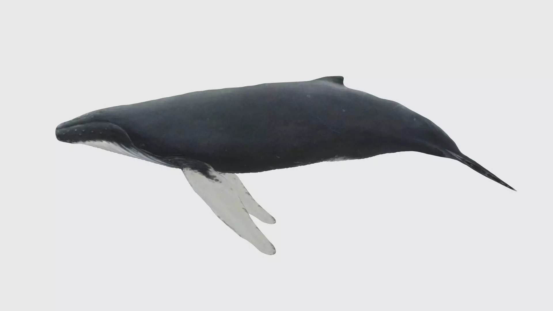 Low Poly Whale Rigged With Realistic Texture 3D model