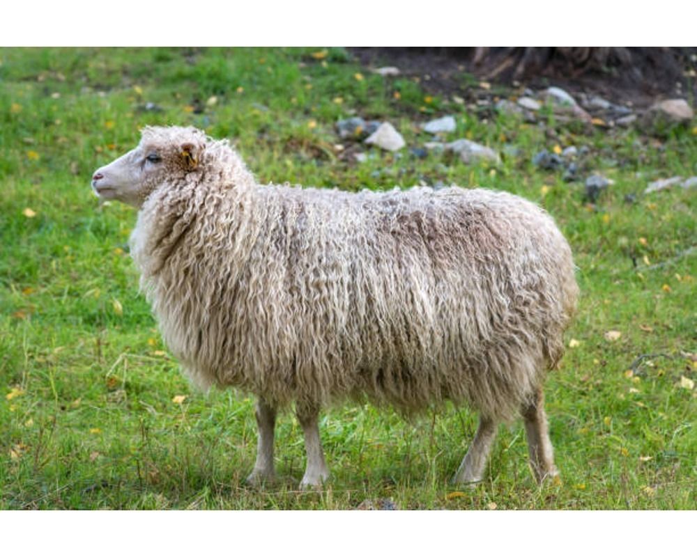 Low Poly Sheep Rigged With Realistic Texture 3D model_6