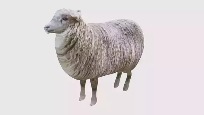 Low Poly Sheep Rigged With Realistic Texture