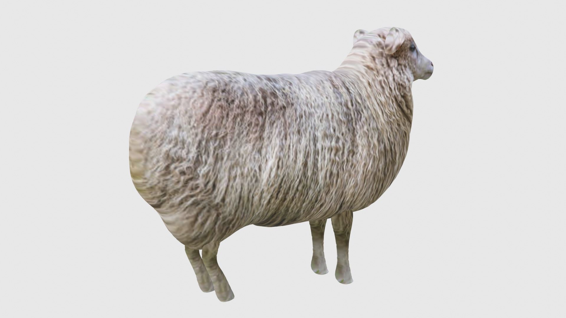 Low Poly Sheep Rigged With Realistic Texture 3D model_5