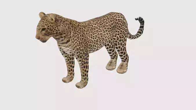 Low Poly Leopard Rigged With Realistic Texture