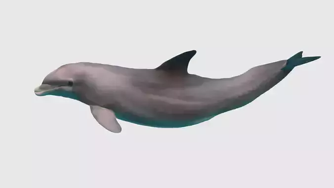 Low Poly Dolphin Rigged With Realistic Texture 3D model