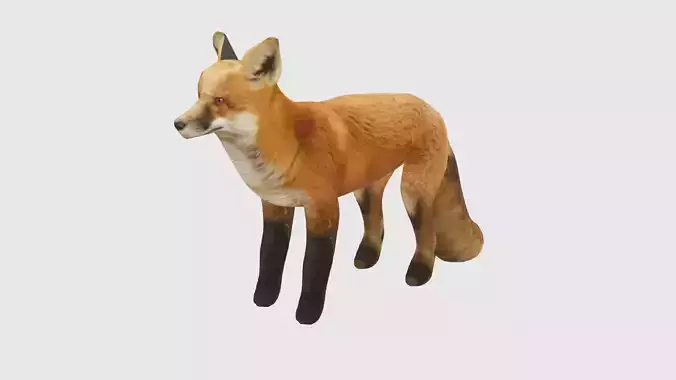 Low Poly Fox Rigged With Realistic Texture