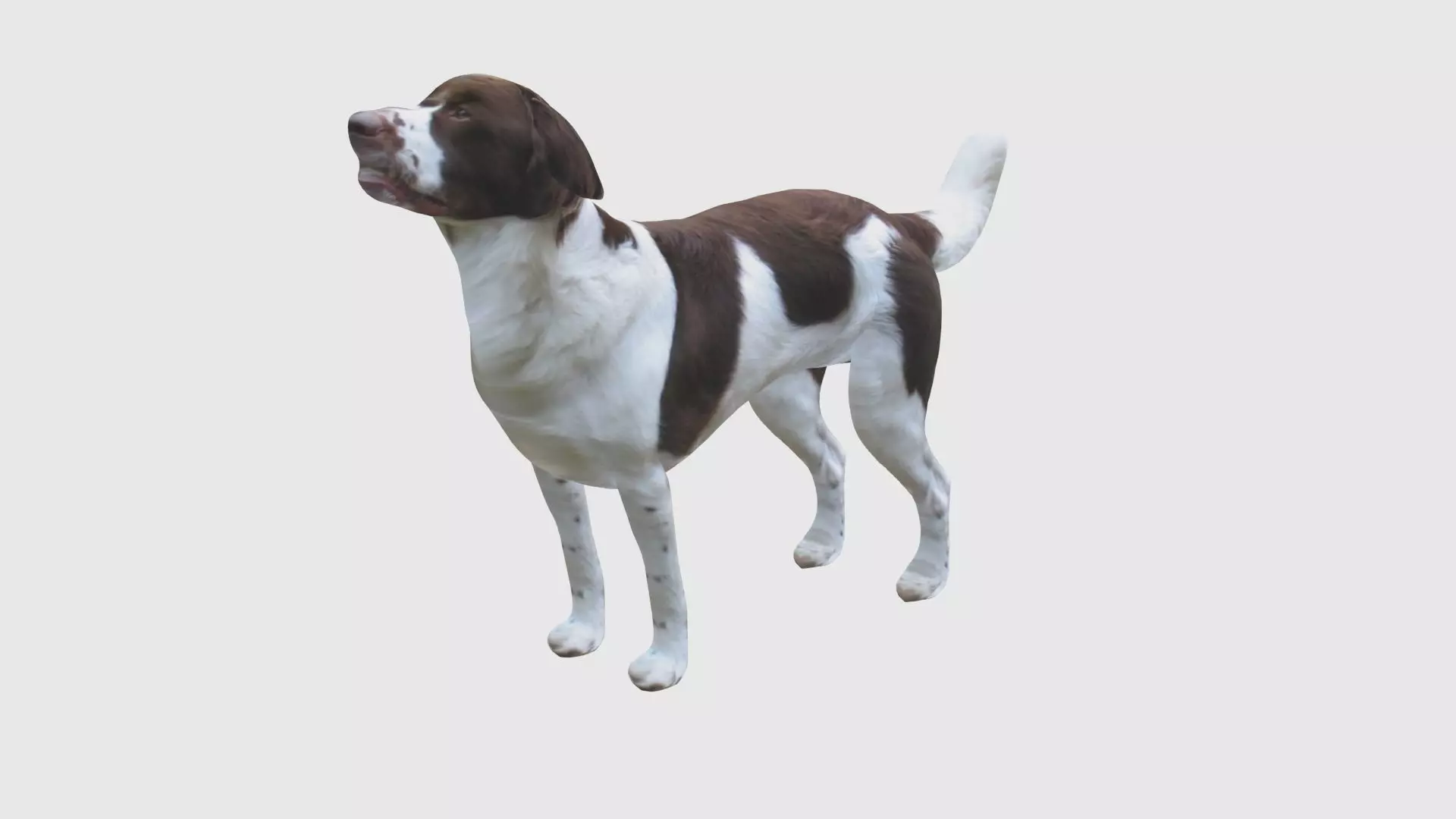 Low Poly Dog Rigged With Realistic Texture 3D model