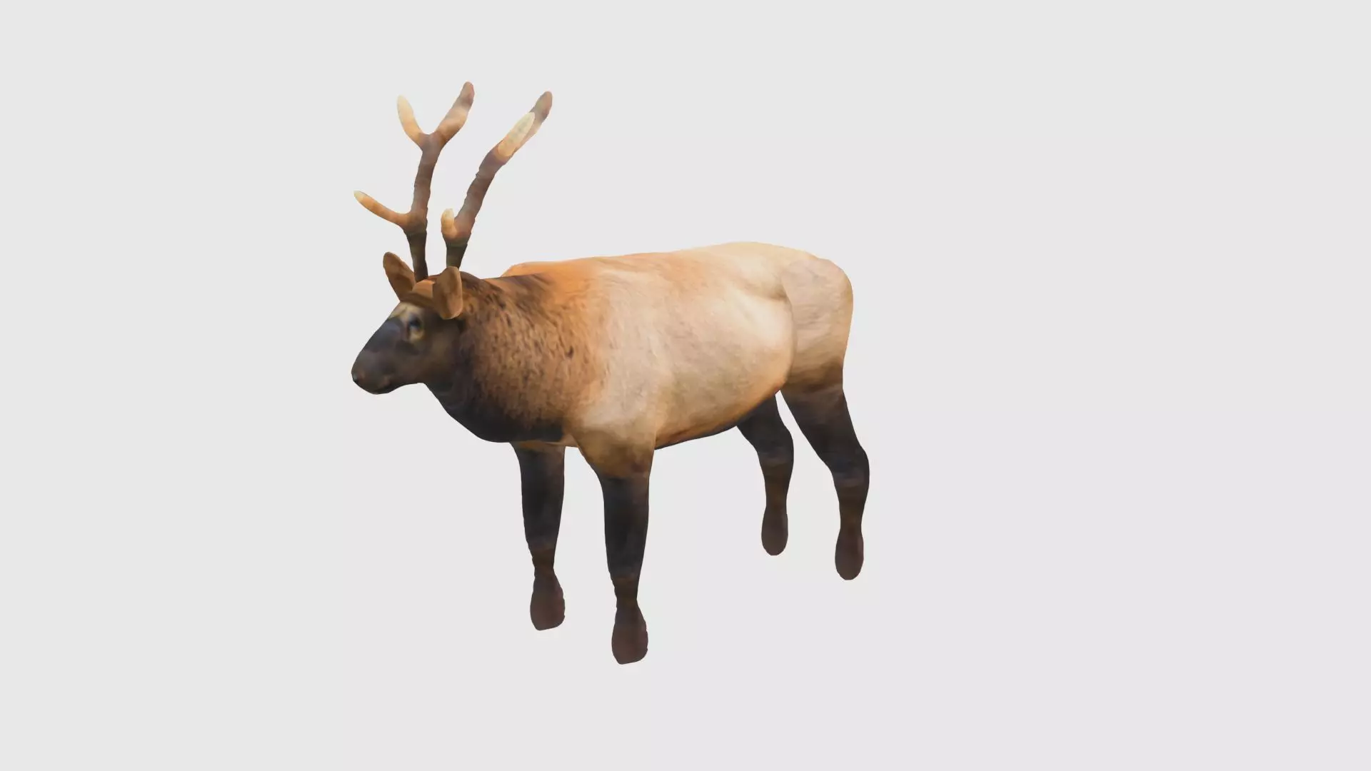 Low Poly Moose Rigged With Realistic Texture 3D model
