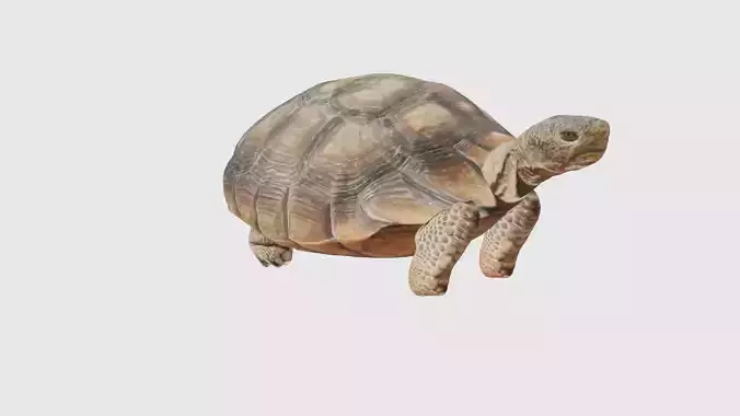 Low Poly Tortoise Rigged With Realistic Texture