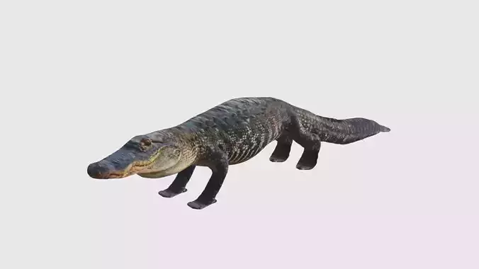 Low Poly Alligator Rigged With Realistic Texture Low-poly 3D model