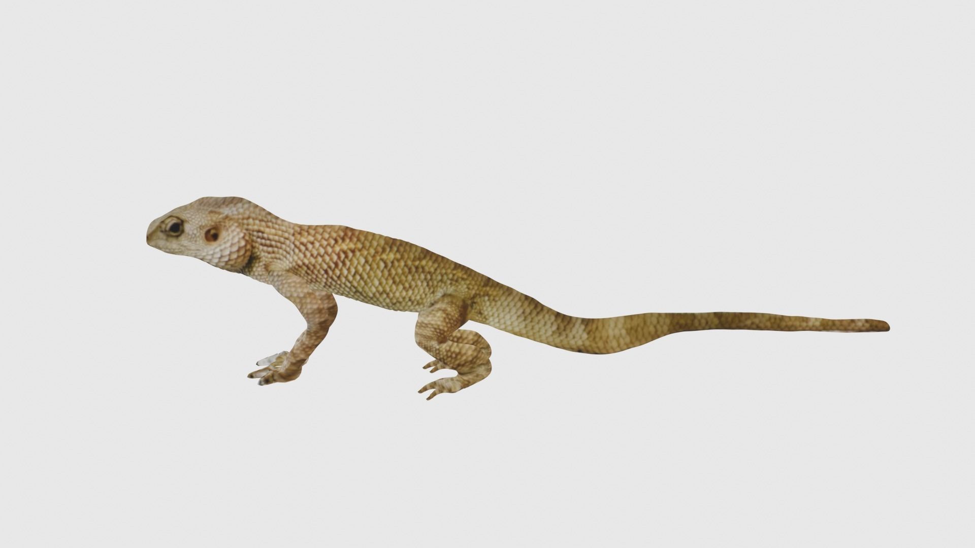 Low Poly Lizard Rigged With Realistic Texture Low-poly 3D model_2