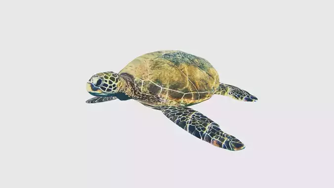 Low Poly Turtle Rigged With Realistic Texture