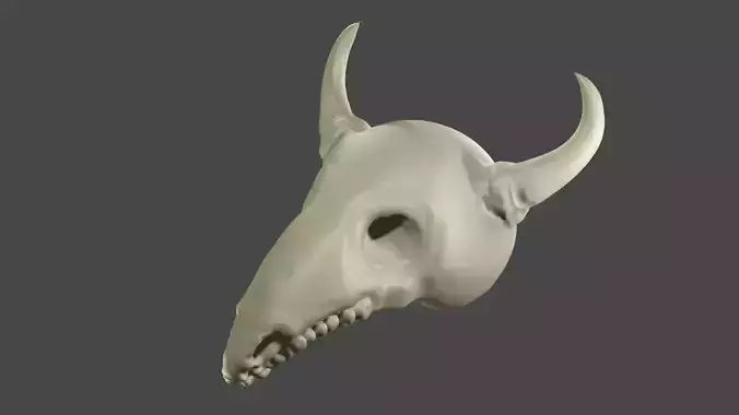 Cow Skull