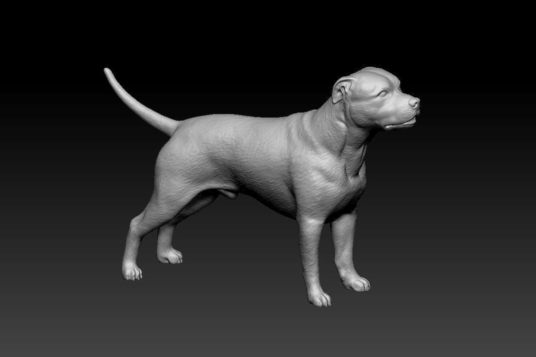 Staffordshire Bull terrier 2 3D print model_7