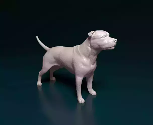 Staffordshire Bull terrier 2