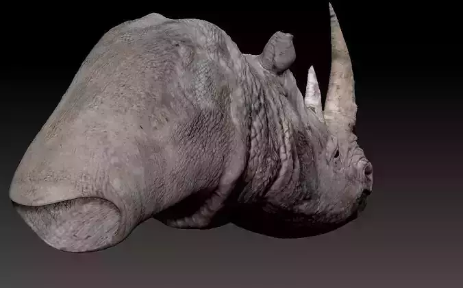 Rhino bust
