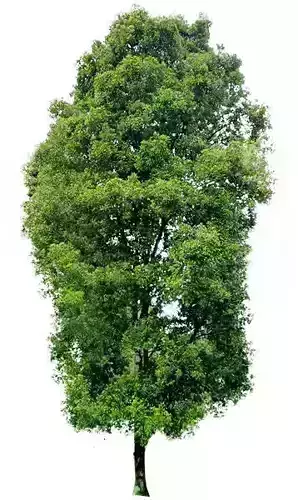 Syzigium aromaticum texture maps  3D model