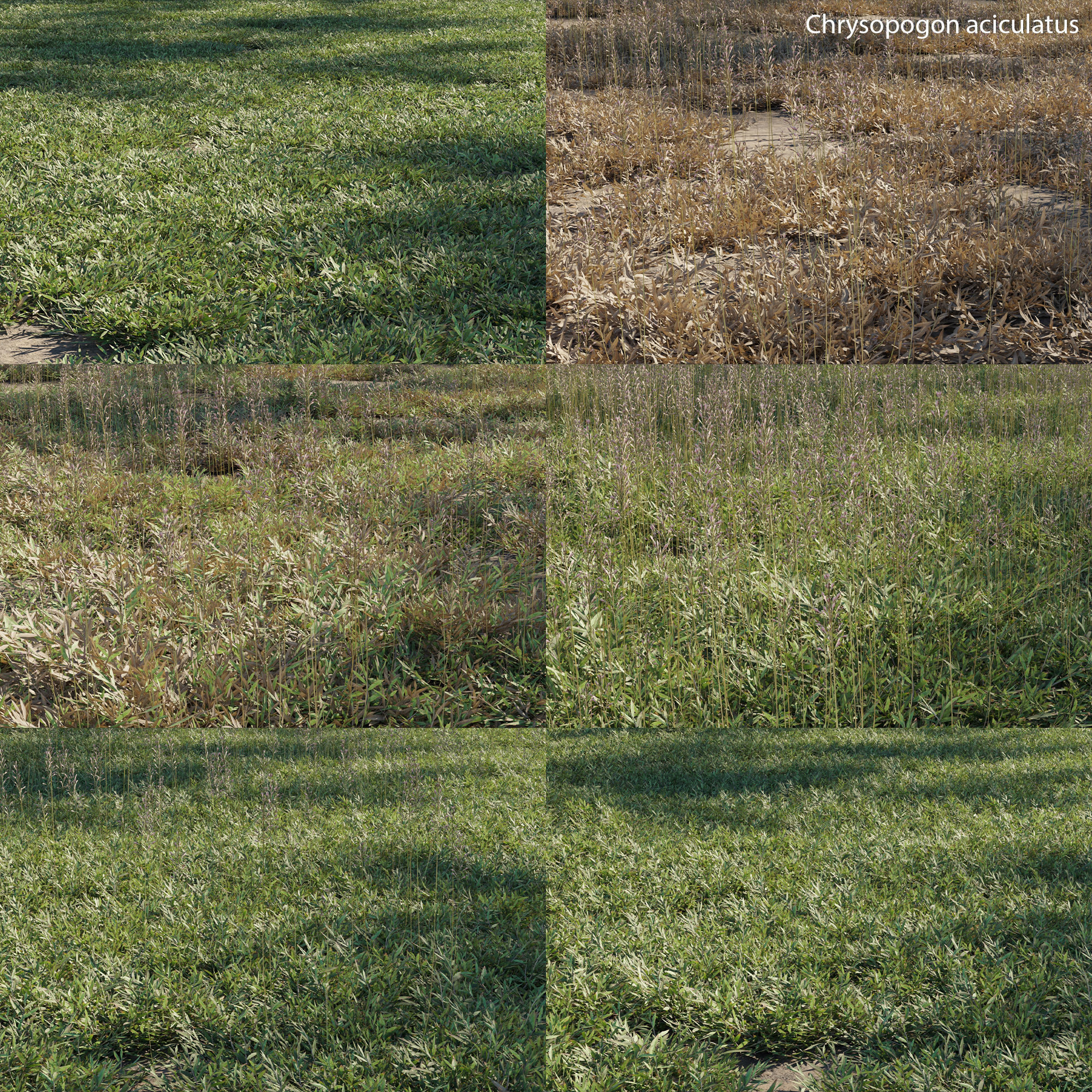 Chrysopogon aciculatus 3D model_1