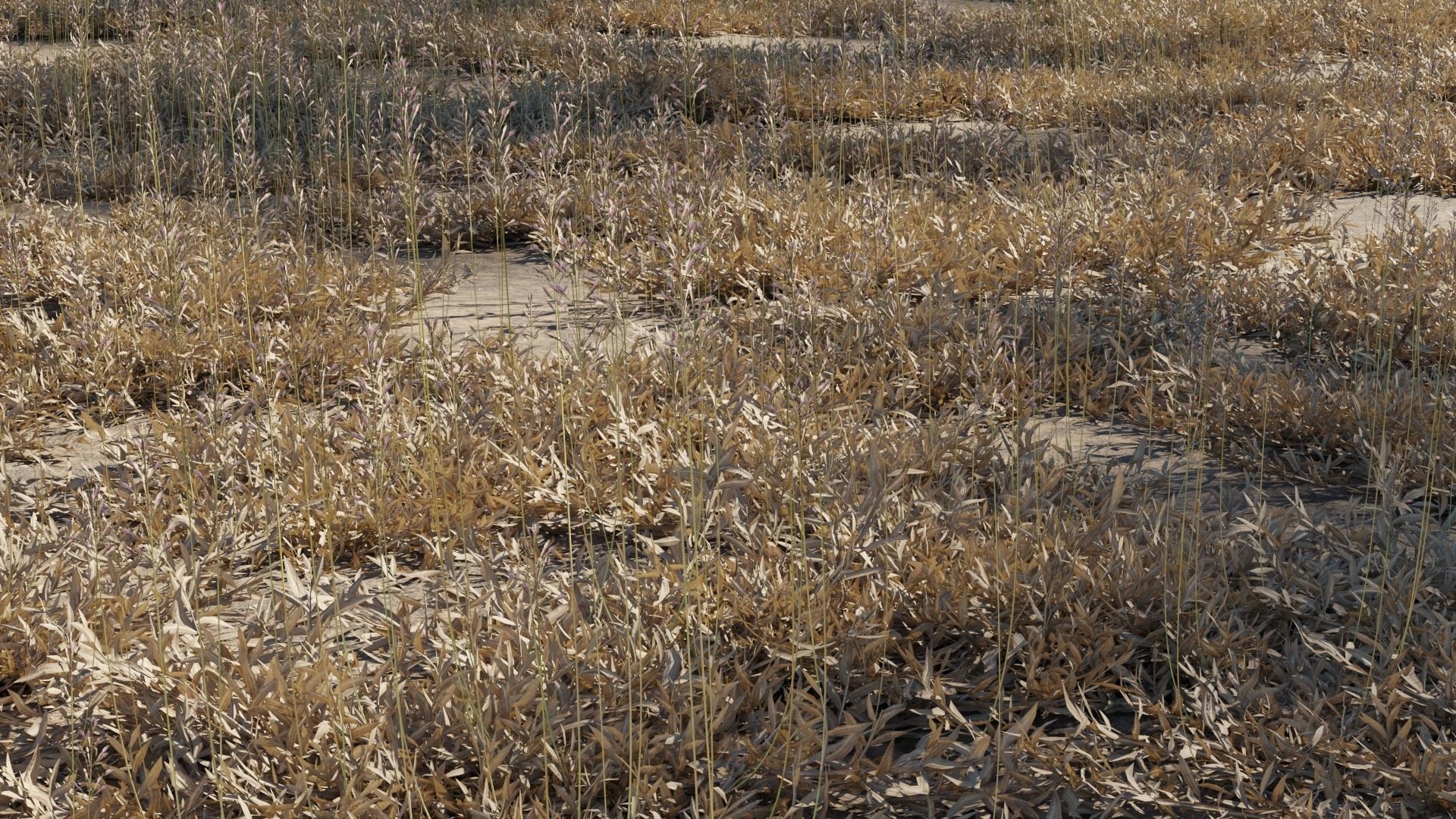 Chrysopogon aciculatus - GrowFX 3D model_3