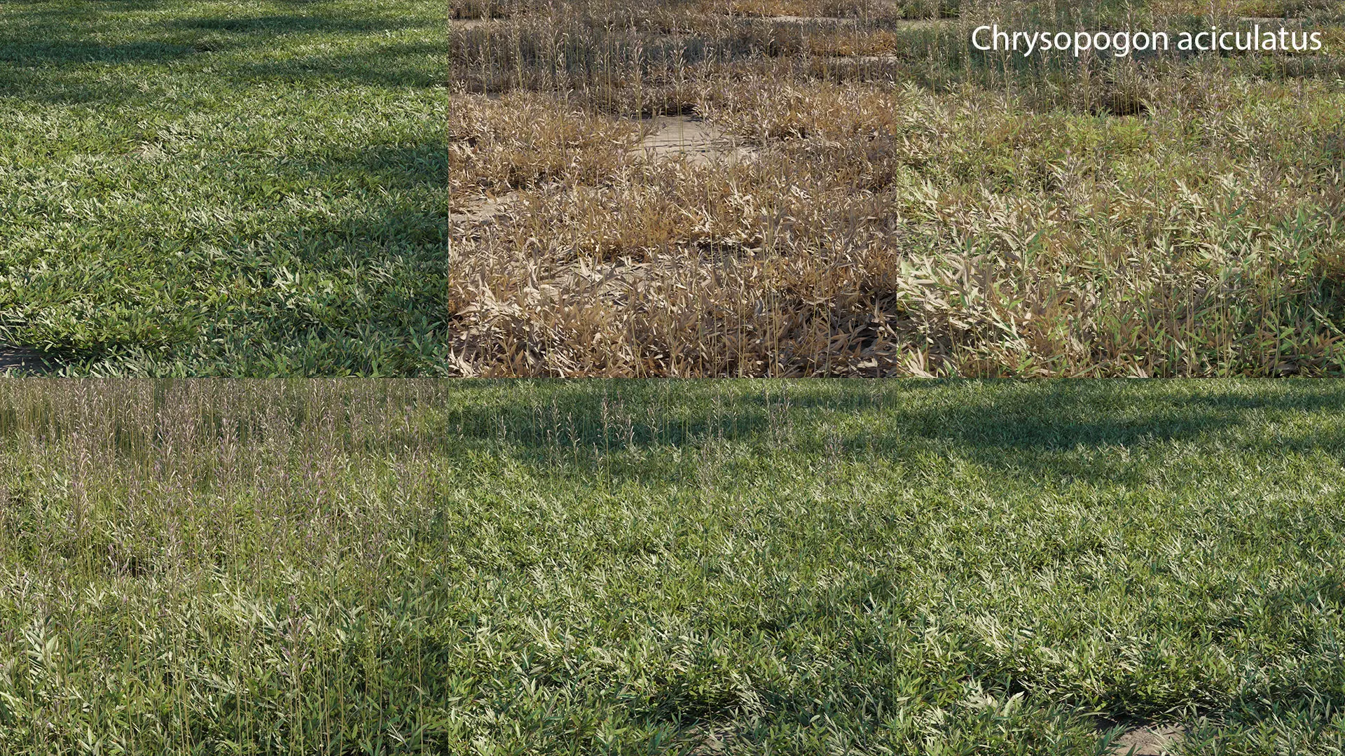 Chrysopogon aciculatus - GrowFX 3D model_0