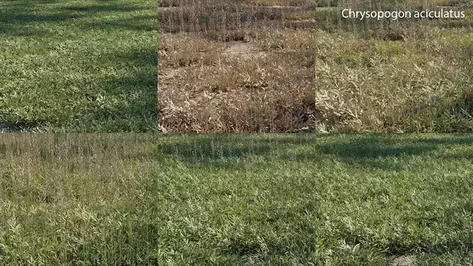 Chrysopogon aciculatus - GrowFX