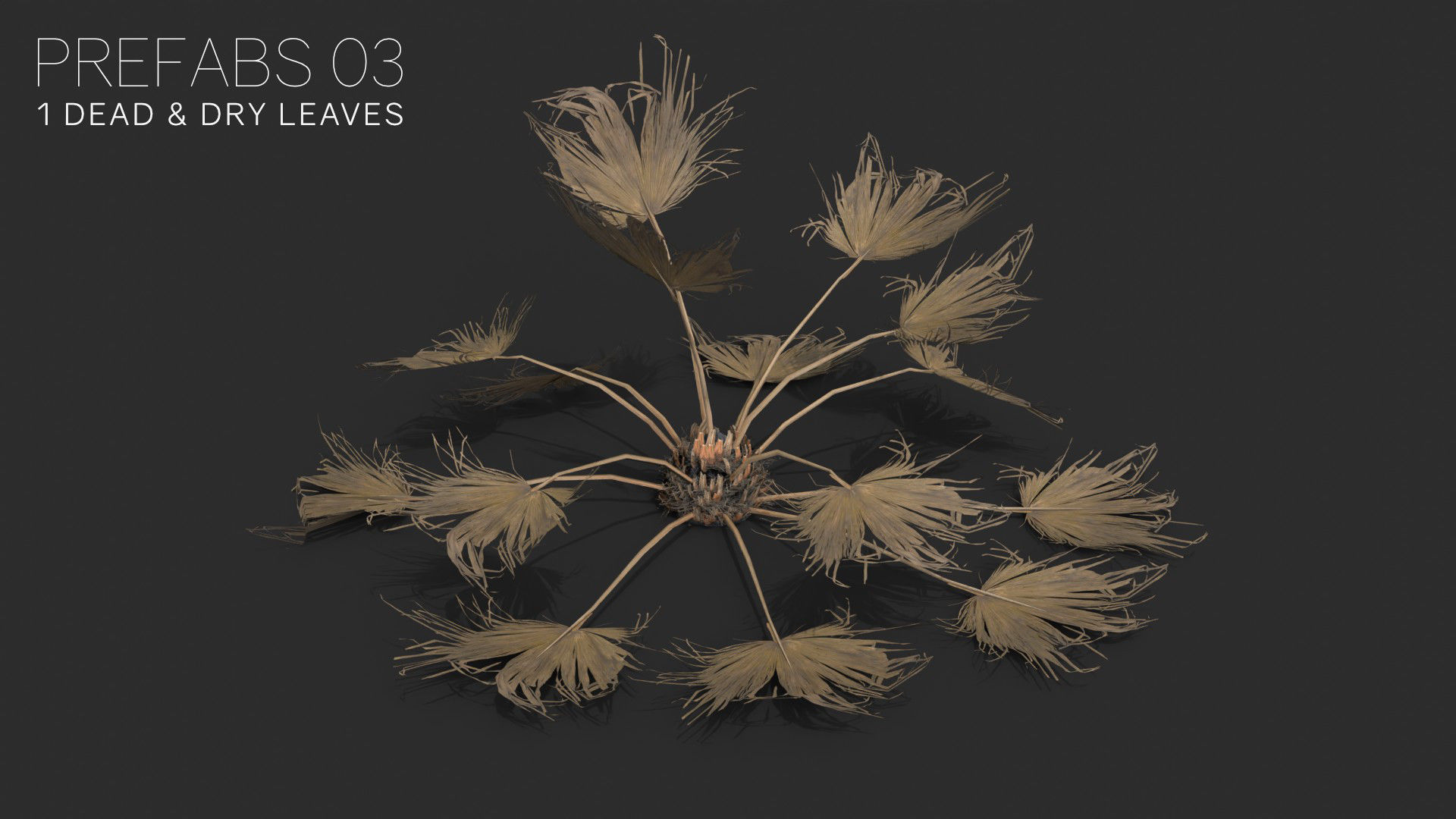 Modular Needle Palm Tree - Rhapidophyllum Hystrix Low-poly 3D model_4