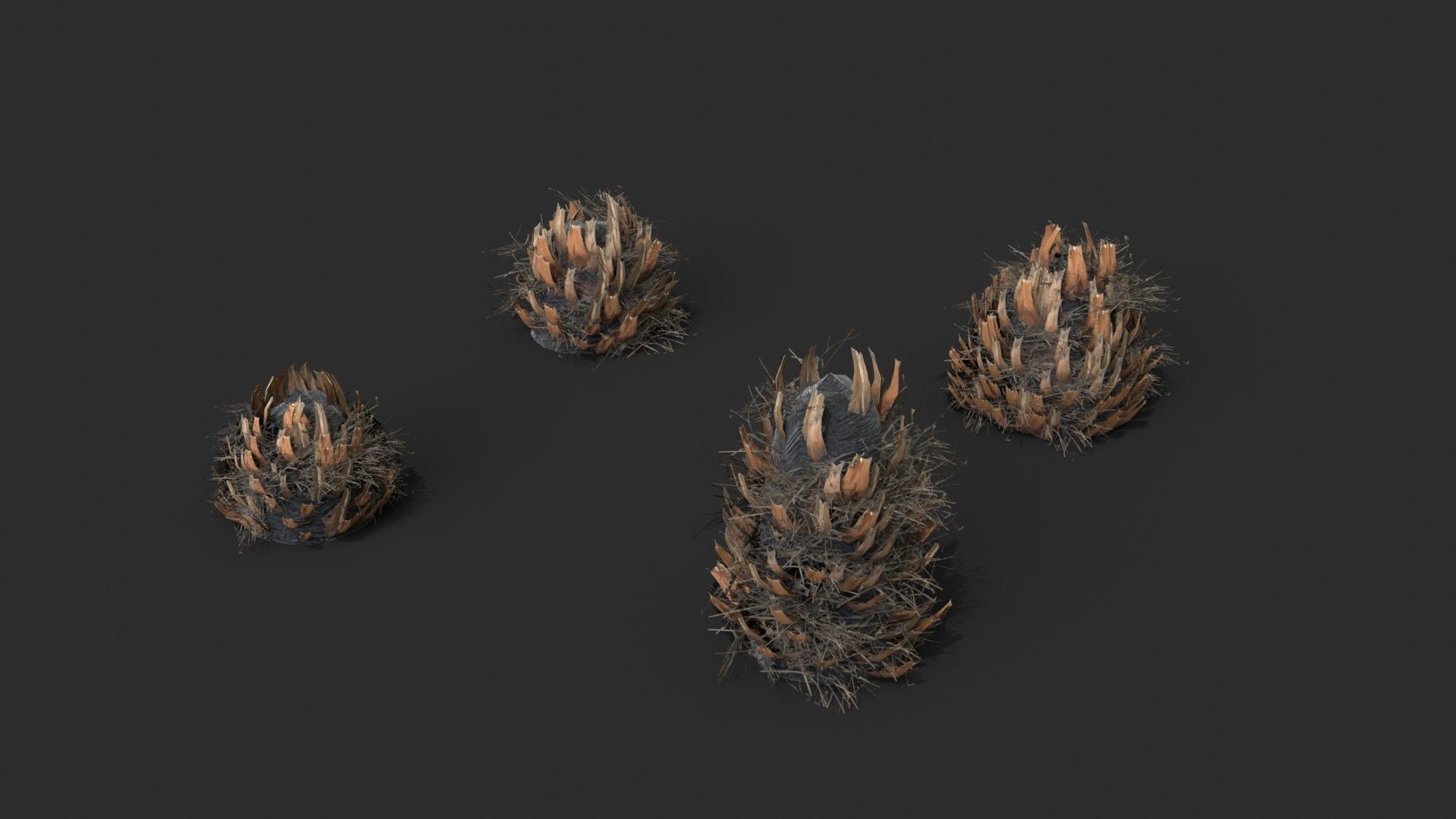 Modular Needle Palm Tree - Rhapidophyllum Hystrix Low-poly 3D model_12